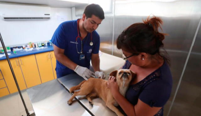 Municipalidad de Lima: veterinarios brindarán consultas gratis este sábado