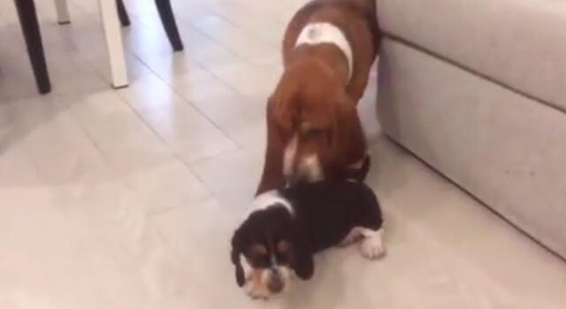 Asombro en Instagram, por pequeño cachorro que intentó subirse a un sofá [VIDEO]