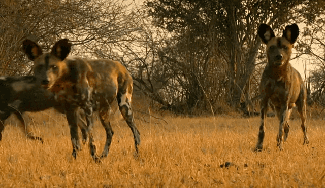 Los perros salvajes se percataron de la presencia de unas crías de leones. Foto: BBC Earth