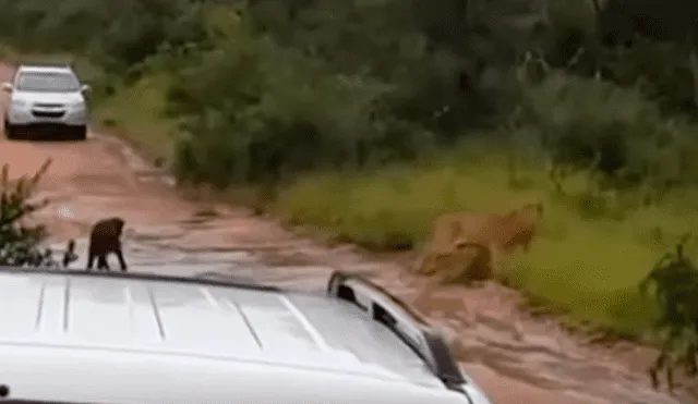 Búfalo bebé es rescatado por su madre luego de que un feroz león intentara devorarlo [VIDEO] 