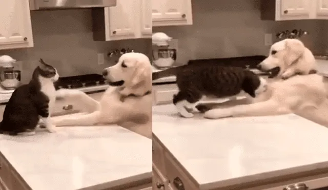 Facebook viral: perro fastidia a gata para jugar y protagonizan tierna escena que cautivó a usuarios [VIDEO]
