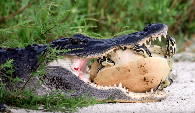 Hambriento cocodrilo intenta morder caparazón de tortuga viva, pero termina ‘humillado’ [VIDEO] 