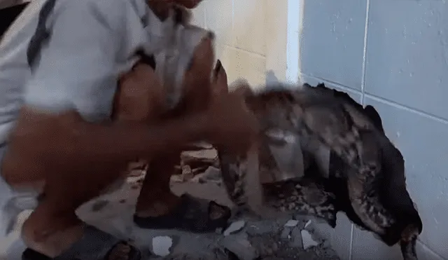Encuentran serpiente pitón atascada entre dos paredes y sacan su cuerpo lleno de heridas [VIDEO] 