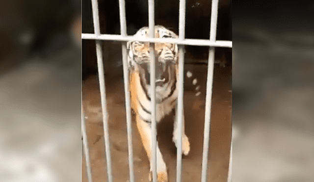 Turista hace enfurecer a enorme tigre que saca las garras para devorarlo.