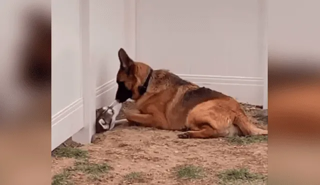 Desliza las imágenes para apreciar la emotiva escena entre dos perros que estuvieron separados por la cuarentena. Foto: Captura.