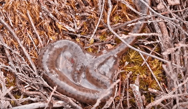 Extraño momento en que serpiente bebé sale de su saco amniótico y no de un huevo [VIDEO]