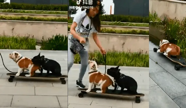 Facebook: Perro "skater" sufre penosa caída por hacerse el valiente [VIDEO]