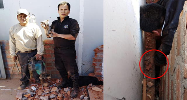 Arequipa: Rescatan a travieso gato atrapado en medio de dos paredes [FOTOS] 