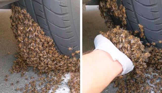 Desliza las imágenes para apreciar la arriesgada acción de un hombre al retirar un enjambre de abejas de un auto. Foto: Caters Clips