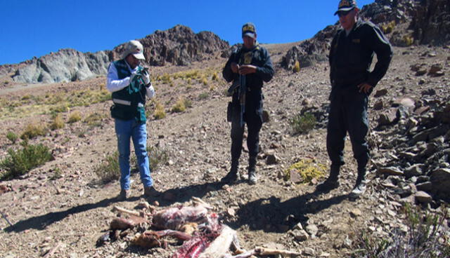 Registran 700 casos de caza furtiva de vicuña en Arequipa