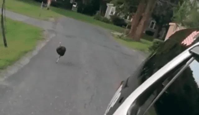 Facebook: Un pavo es 'buscado' por perseguir a coche patrulla en Estados Unidos [VIDEO]