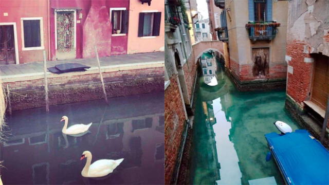 Canales de Venecia lucen limpios tras ausencia de turistas por cuarentena en Italia.