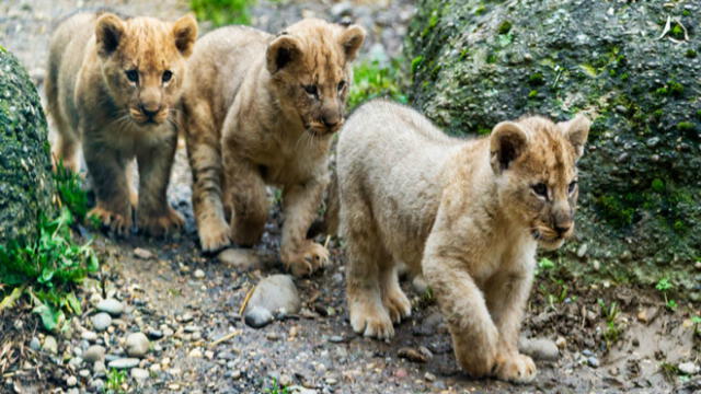 Suecia: Zoológico admite haber sacrificado 9 leones cachorros por falta de espacio