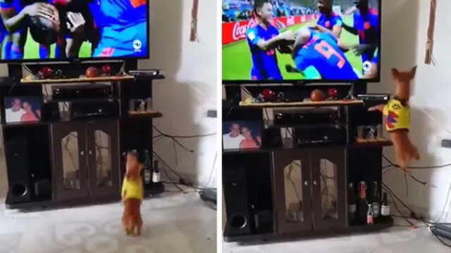 Facebook Viral: perro colombiano celebró gol de su selección e impactó a todos