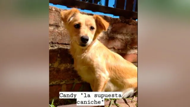 Desliza las imágenes para descubrir lo que pasó con esta presunta french poodle que resultó ser de otra raza. Foto: Agustina Chavez Gomez/Tiktok