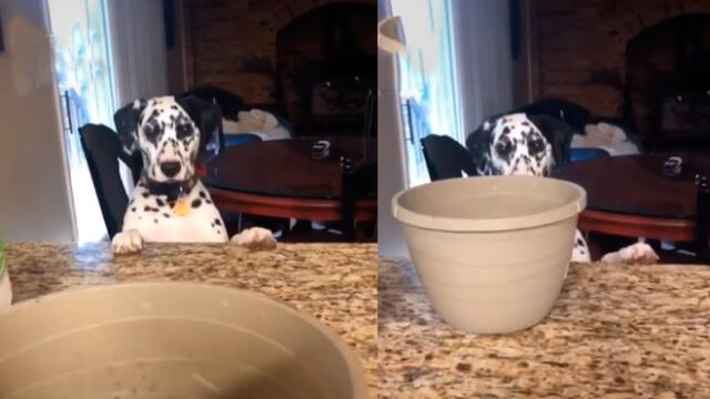 Desliza las imágenes para ver la peculiar reacción que tuvo este can al ver su plato vacío. Foto: gigi.and.rocket/IG