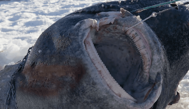 YouTube: encuentran un tiburón congelado en el océano Ártico, lo analizan y captan lo impensado