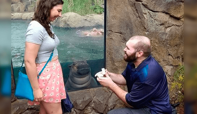 Instagram: hipopótamo bebé es testigo de propuesta de matrimonio y enternece a miles