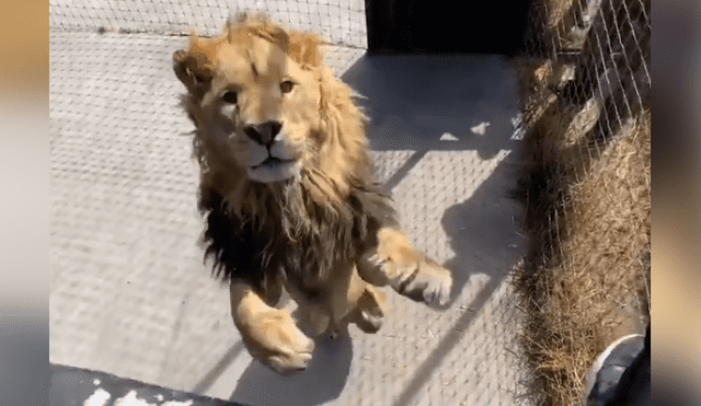 Desliza hacia la izquierda para ver la efusiva reacción del león con su amo que se volvió viral en Facebook.