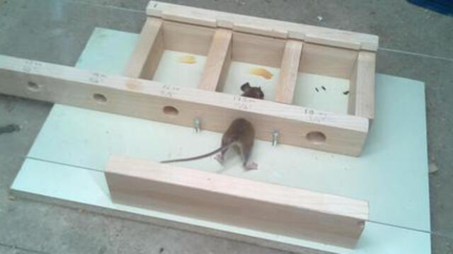En YouTube, ratón es protagonista del experimento de 2 millones de vistas