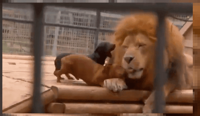 En YouTube, el video es viral. Los canes no escatimaron en el tremendo riesgo que se encontraba su vida al fastidiar al voraz león.