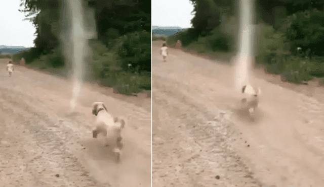 Facebook Viral: Épico final tras enfrentamiento de un perro con un 'tornado' [VIDEO]