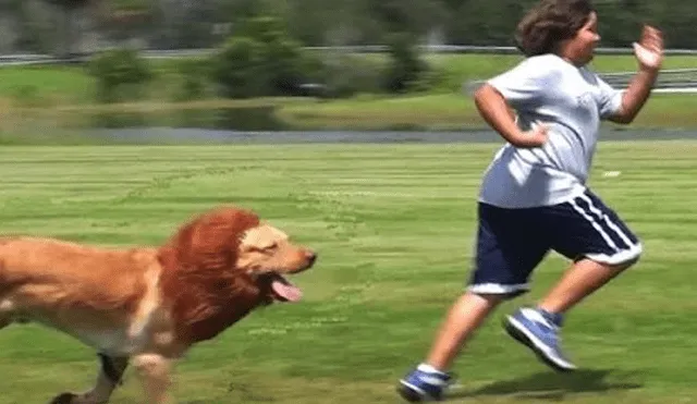 YouTube viral: perro genera terror en peatones al salir con su dueño vestido de león [VIDEO]