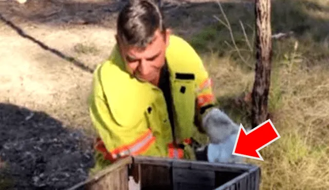 Bombero recata una caja del incendio y descubre que en el interior estaba una adorable criatura se es viral en Facebook.