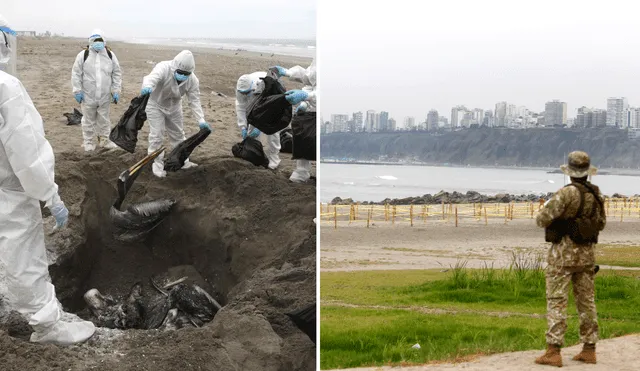 Cierre de playas por gripe aviar en Perú: este lunes Minsa y Senasa definen si se aplica medida por pelícanos muertos | influenza. Foto: composición LR/Paolo Aguilar/EFE/Carlos Contreras/La República