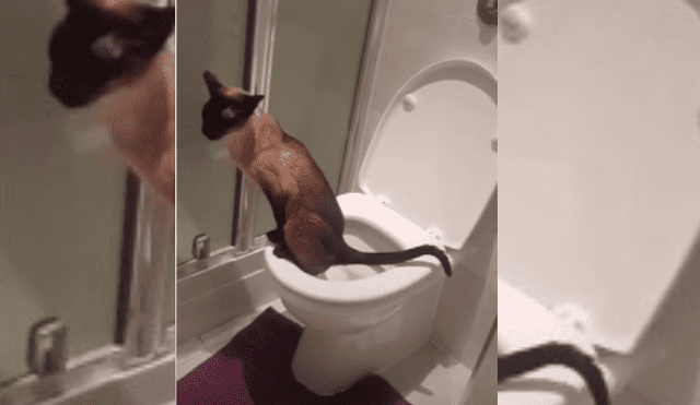 Video es viral en YouTube. Mujer entró a su baño tras regresar a casa y quedó sorprendida al encontrar a su gato en una curiosa situación.