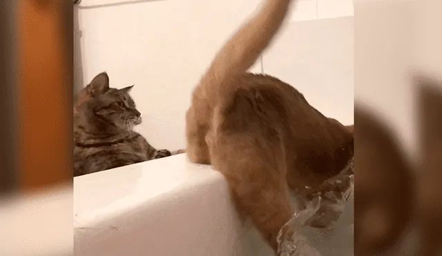 Desliza las imágenes para apreciar la pesada broma que le juego un gato a su ‘amigo’ al notar que tenía miedo al agua.