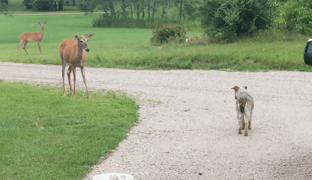 A través de YouTube se hizo viral un curioso encuentro entre un venado y un perro.