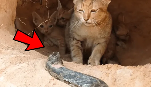YouTube viral: hambrienta serpiente busca devorar a gatita y sus crías y un 'ángel' lo cambia todo [VIDEO]