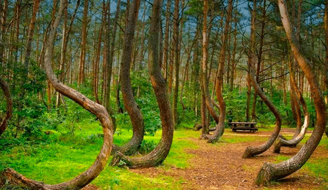 Los árboles de Hoia Baciu, el bosque más embrujado del mundo. Foto: Clarín