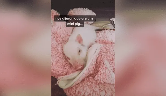 Desliza las imágenes hacia la izquierda para descubrir la verdadera raza de un supuesto mini pig que acogió un joven.