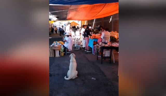 Desliza las imágenes para ver el amoroso gesto que tuvo un perrito callejero al recibir comida de una bondadosa mujer. Foto: captura de TikTok/@melissavargasmx