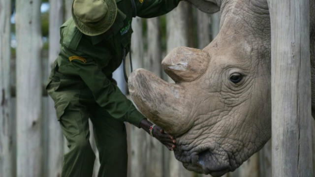 Oficial: Se extinguió el rinoceronte macho blanco del norte [VIDEO]