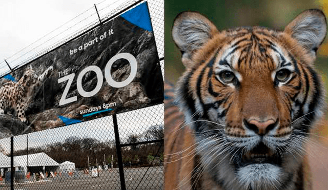 Los tigres y leones del zoológico del Bronx comenzaron a presentar síntomas a principios de mes.