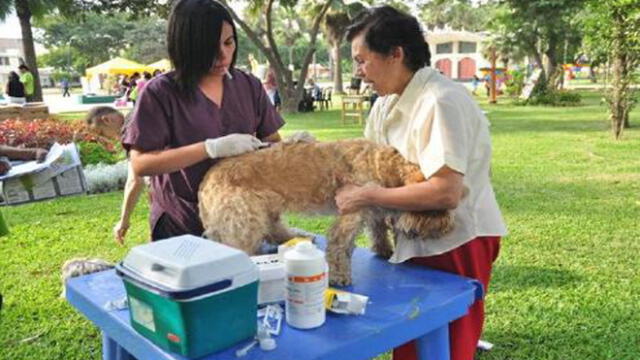 Surquillo: este sábado se realizó campaña veterinaria gratuita