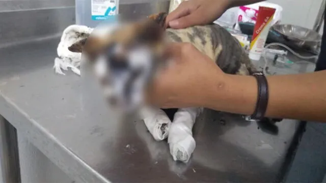 Rescatan a gata que sufrió quemaduras en incendio de Mesa Redonda