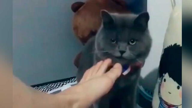 Facebook: gato se espanta al oler por primera vez el pie de su amo