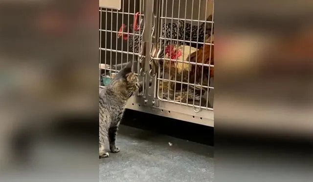 Desliza las imágenes para ver la arriesgada acción de un gato al meter su pata en una jaula que pertenecía a unos gallos. Foto: captura de YouTube