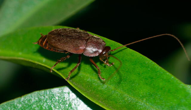 La cucaracha es la única en su especie alimentar a sus crías con la leche que ella produce. Foto: The Scientist