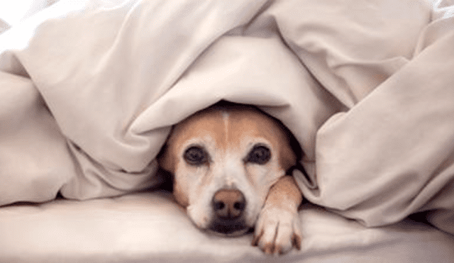 ¿Cómo saber si tu perro tiene mucho frío? Aquí te lo contamos