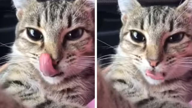 YouTube viral: reacción de gato al despertarse de la anestesia asombra a internautas [VIDEO]