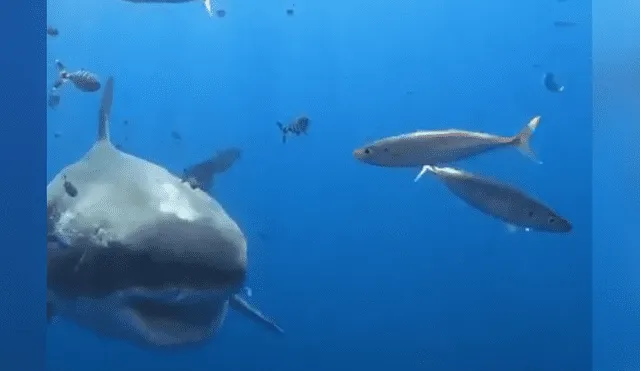 Facebook viral: buceador se encuentra 'cara a cara' con enorme tiburón y esto sucede [VIDEO]