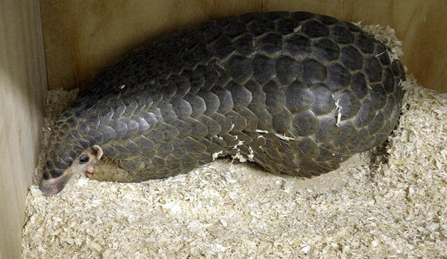 Los pangolines malayos (Manis javanica) son portadores de coronavirus relacionados con el SARS-CoV-2, de acuerdo a un estudio reciente. Foto: EFE (archivo)