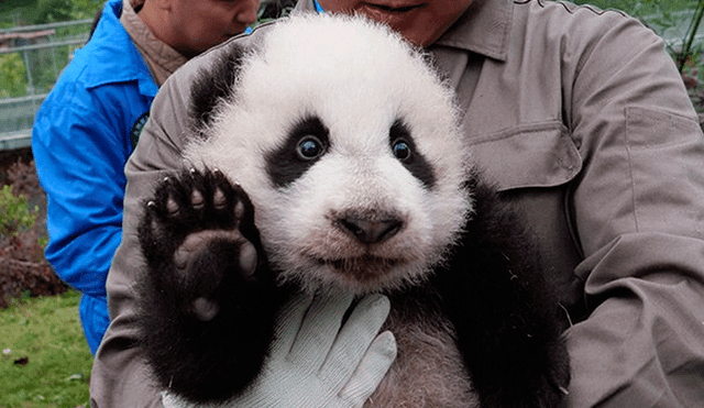 China: Nacen 36 osos panda y enternecen a miles [FOTOS]