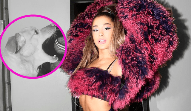 Ariana Grande realiza sensual pose, pero su perro le roba el show en redes [VIDEO]