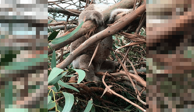 ‘Muerte y destrucción’: Taladores de árboles matan a más de 80 koalas en un bosque de eucalipto [FOTOS]